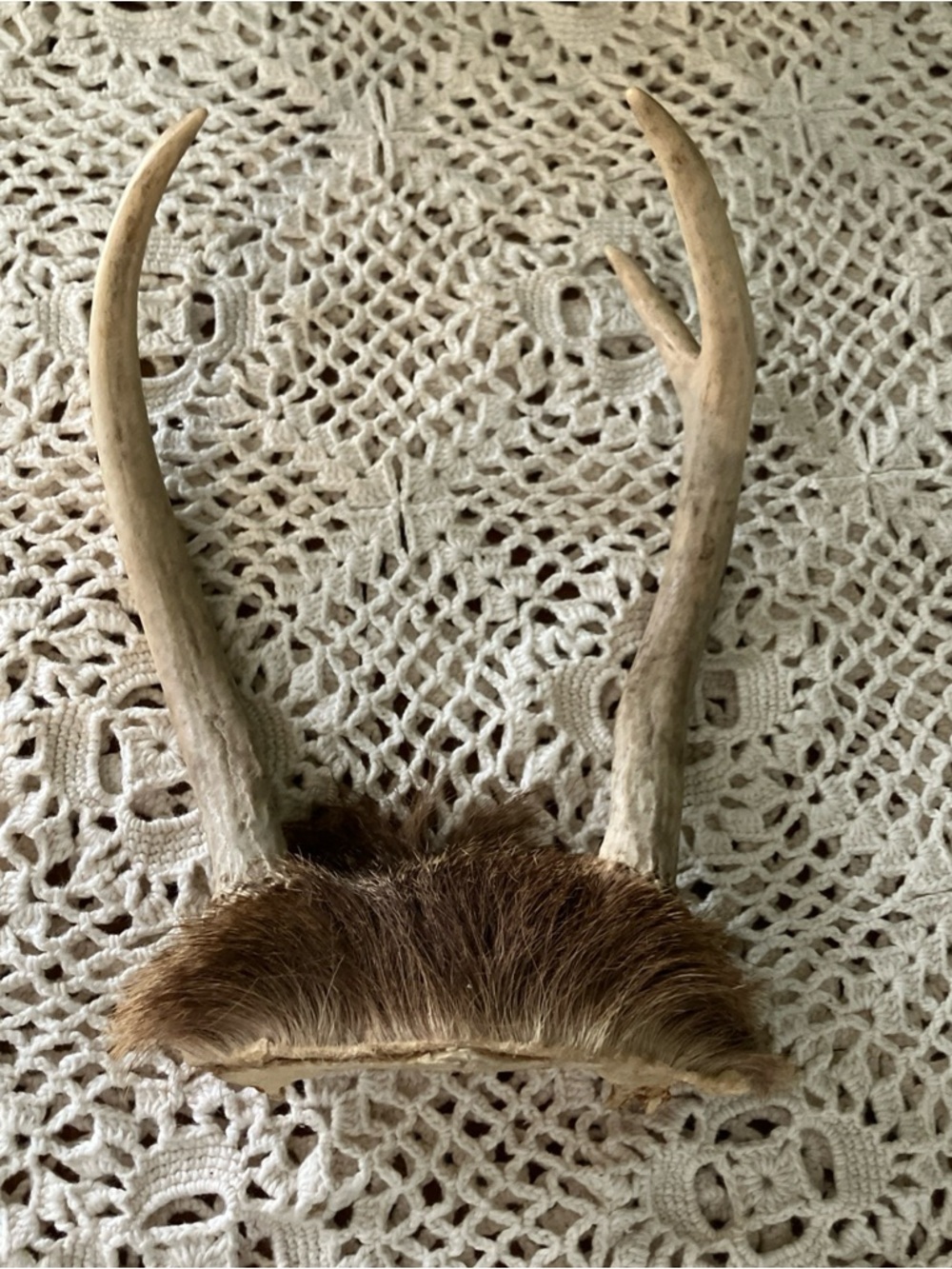 3 Point Real Whitetail Deer Antlers And Scull Cap Taxidermy Crafts More
